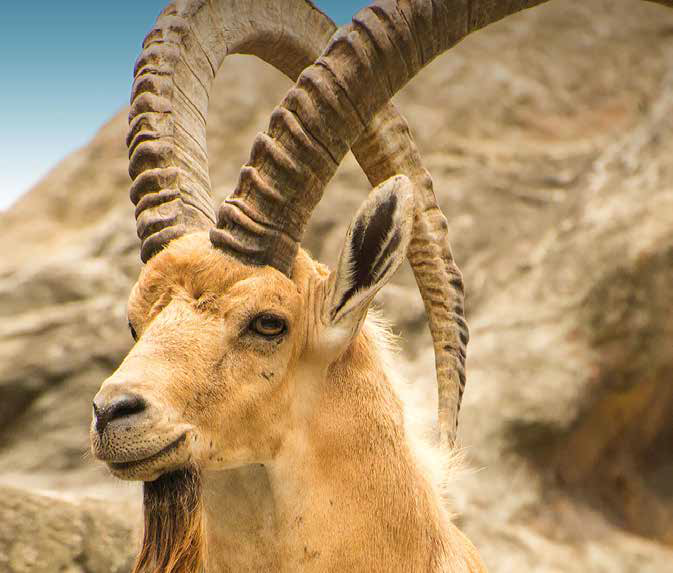 Ibex — a species Al-Rehman helps protect in Chaghi